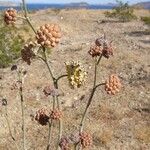 Asclepias albicans Cvet