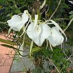 Brassavola nodosa Flor