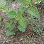 Boerhavia erecta Feuille