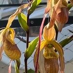 Phragmipedium longifolium Flower