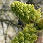Acer macrophyllum Flor