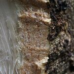 Albizia adianthifolia Rusk