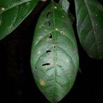 Stephanopodium costaricense Leaf