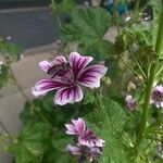 Malva parvifloraÇiçek