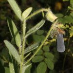 Crotalaria sagittalis Plod