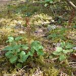 Orthilia secunda Habitat