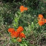 Asclepias tuberosaᱵᱟᱦᱟ