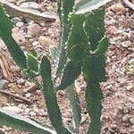 Euphorbia triangularis Leaf