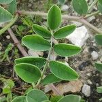 Sulla coronaria Leaf