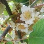 Actinidia deliciosa Λουλούδι