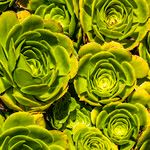 Aeonium undulatum Лист