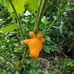 Solanum mammosum Fruit