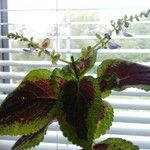 Plectranthus scutellarioidesList