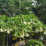 Brugmansia x candida Altul/Alta