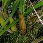 Oncidium sphacelatum Bark