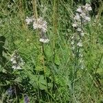 Linaria repensFloare