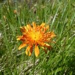 Crepis aurea Кветка