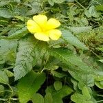 Turnera ulmifolia Flower