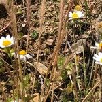 Festuca ambigua Other