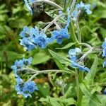 Cynoglossum amabile Λουλούδι