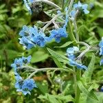 Cynoglossum amabile Blüte