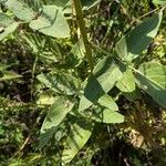 Desmodium canadense Blatt