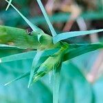 Dianthus hyssopifolius Hoja