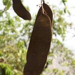Anthonotha macrophylla Fruit