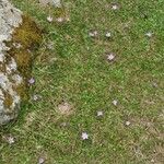 Crocus angustifolius Flower