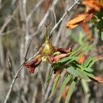 Hypericum lanceolatum Фрукт