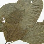 Mabea speciosa Otro