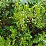 Chamaedaphne calyculata Alkat (teljes növény)