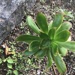 Aeonium vestitum