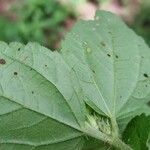 Croton hirtus Leaf