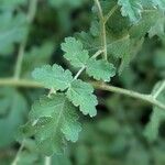 Phacelia ramosissima Liść