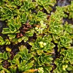 Azorella aretioides Hoja