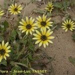 Arctotheca calendula Staniste