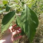 Solanum mauritianum পাতা