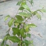 Turraea heterophylla पत्ता
