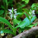 Galearis spectabilis Habit