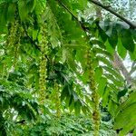 Pterocarya fraxinifolia 葉