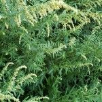 Artemisia vulgaris叶