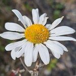 Leucanthemum ircutianum Flor