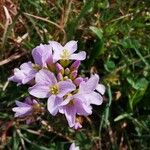 Cardamine pratensis Flower