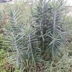 Euphorbia lathyris عادت داشتن