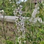 Lysimachia ephemerum Fleur