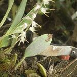 Bulbophyllum schimperianum Hábito