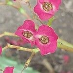 Euphorbia hislopii Flower