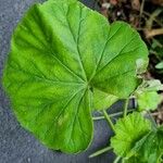 Pelargonium zonale Foglia