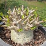 Adenium multiflorum Fulla